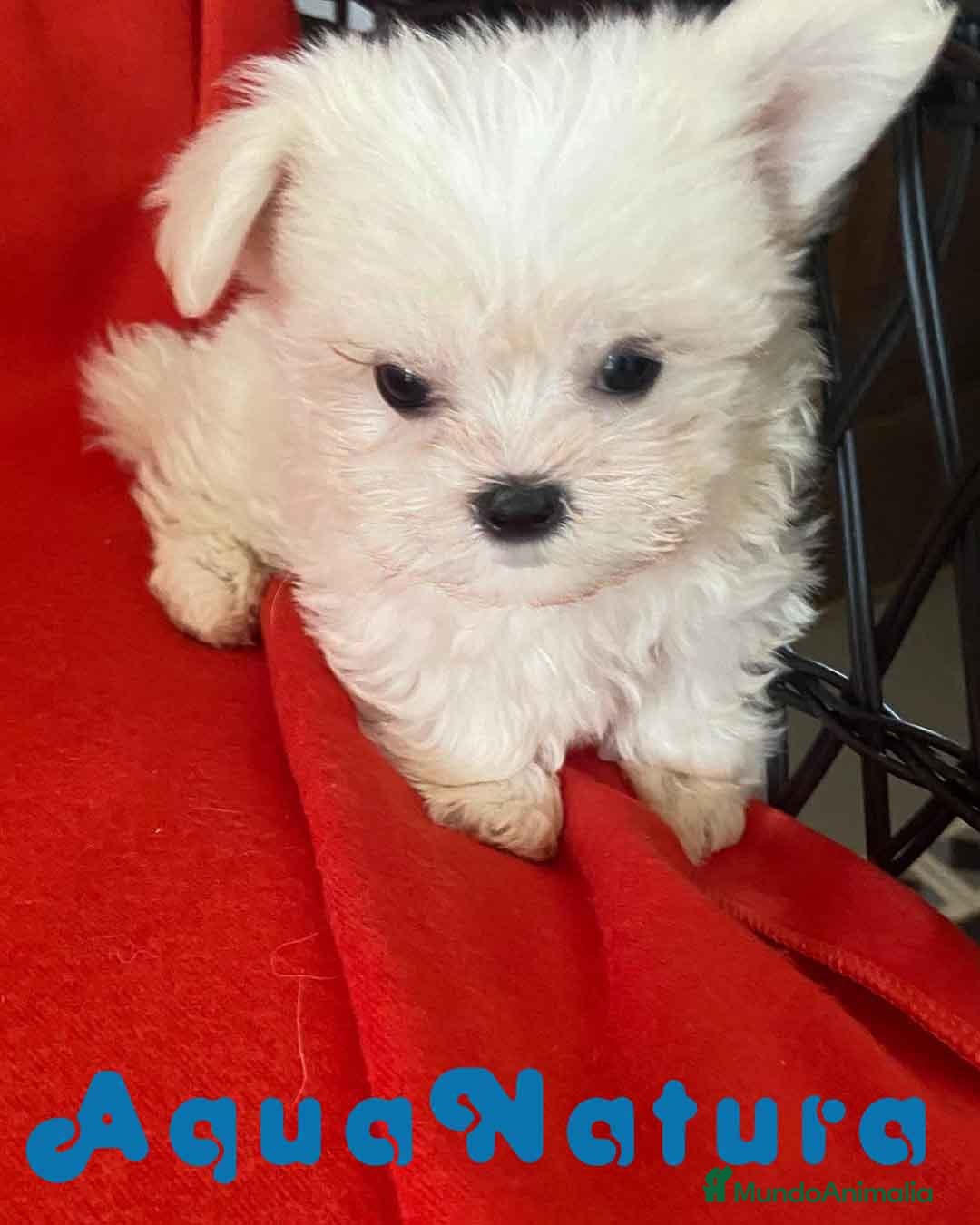 Bichón Habanero perros Bichon Habanero Hembra de Kyi 6221 - AQUANATURA  en Barcelona - Anuncio 2
