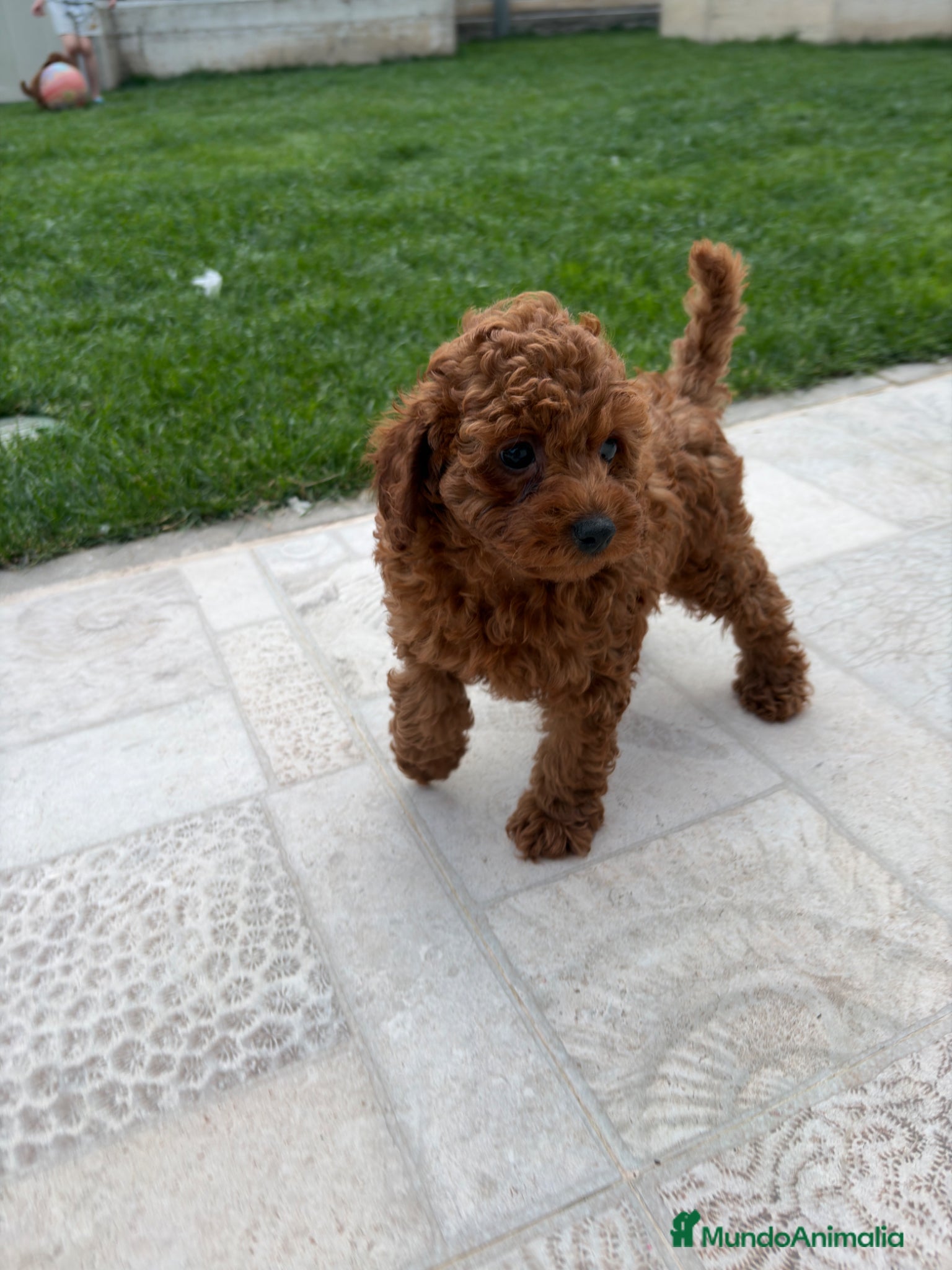 Caniche Toy perros Caniche Toy  - Anuncio 1