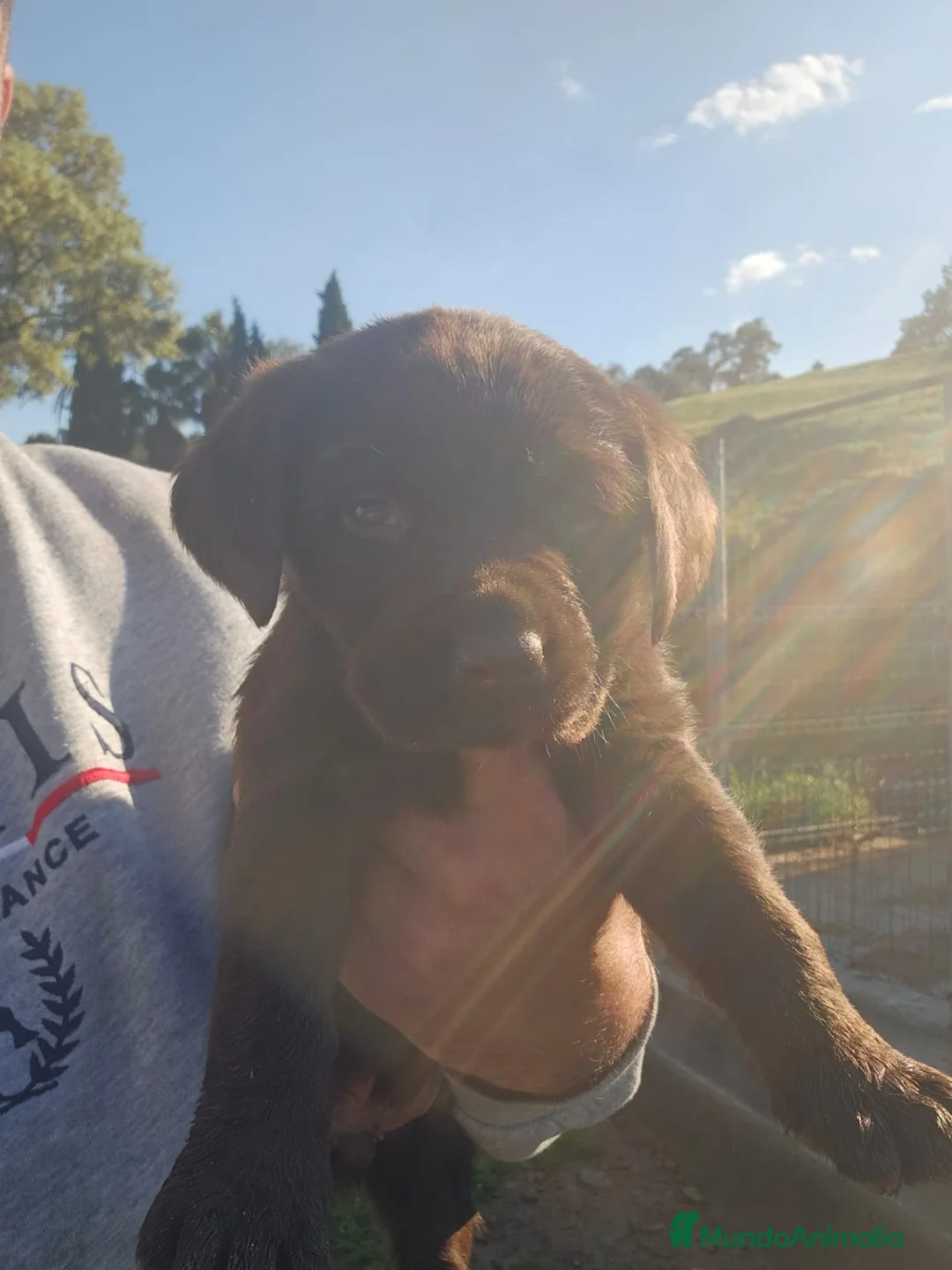 Labrador Retriever perros en venta: Macho chocolate labrador retriever  - Anuncio 2
