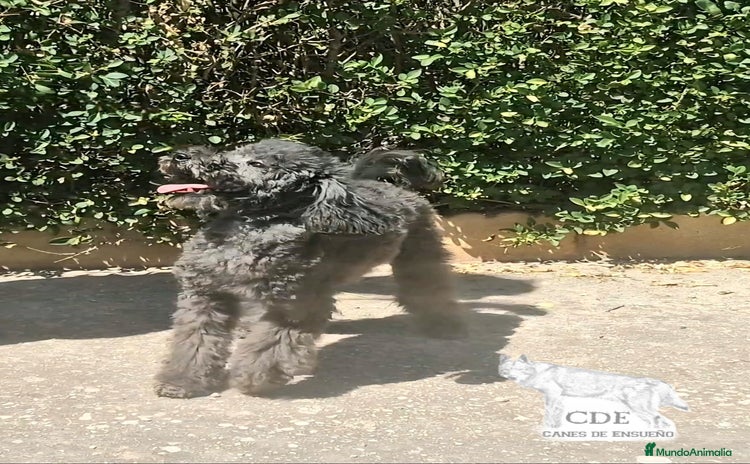 Caniche Enano perros - Anuncio 2