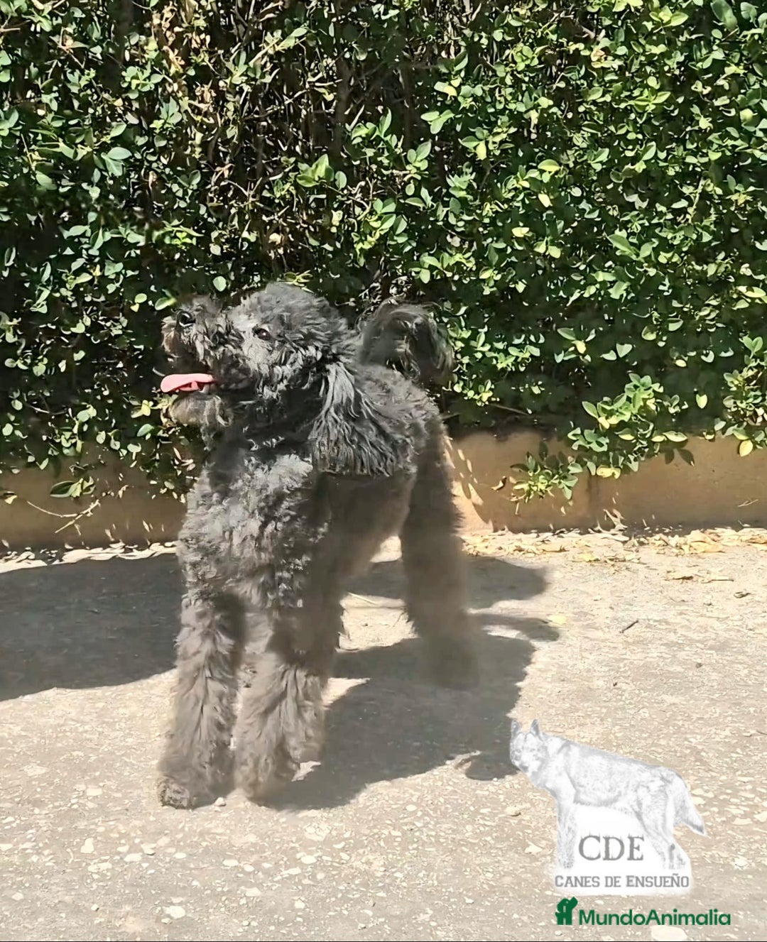Caniche Enano perros en venta: Caniche negro - Imagen 1