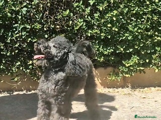 Caniche Enano perros - Anuncio 8
