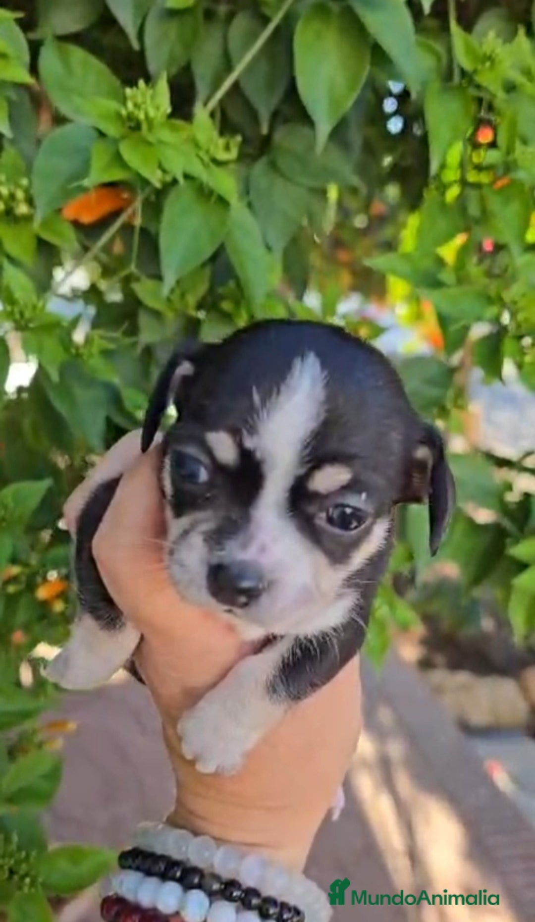 Chihuahua perros en venta: Chihuahua  - Anuncio 1