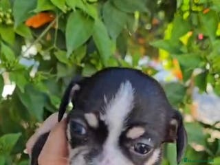 Chihuahua perros Chihuahua - Anuncio 12