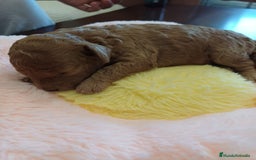 Caniche Toy perros en venta: Caniches toy mini - Imagen 2