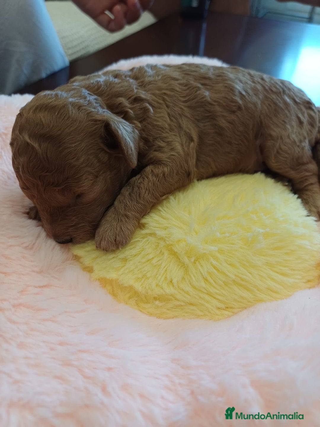 Caniche Toy perros en venta: Caniches toy mini - Imagen 2