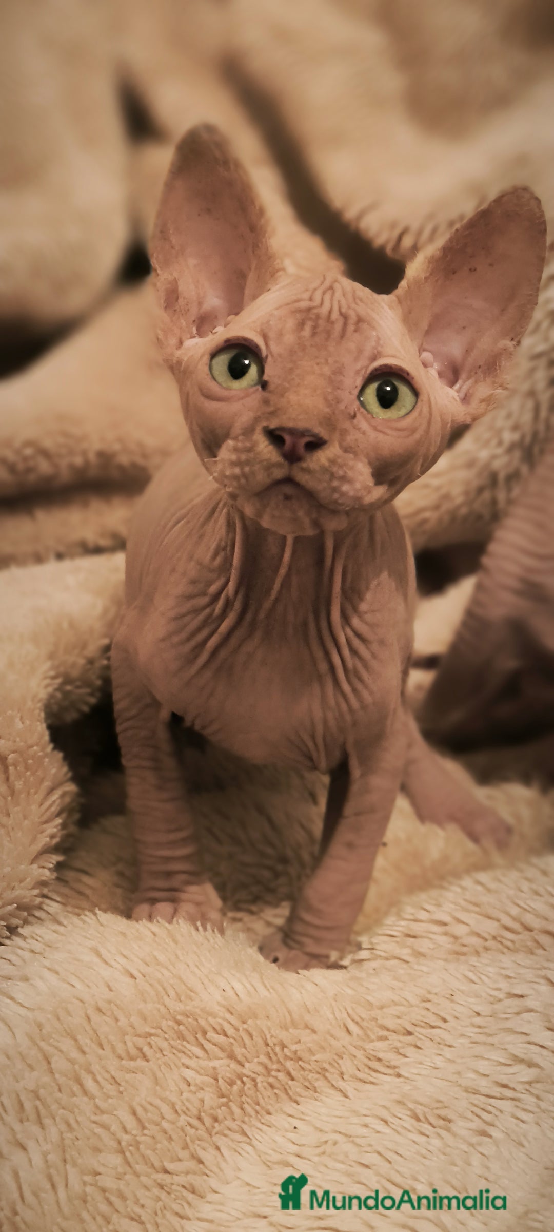 Sphynx gatos en venta: Macho y hembra sphynx  - Anuncio 3