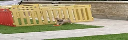 Chihuahua perros en venta: Princesita chihuahua lilac - Anuncio 7