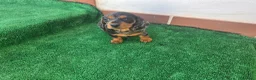 Teckel Miniatura perros en venta: TECKEL MINI ARLEQUIN - Anuncio 2
