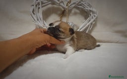 Chihuahua perros en venta: Chiguagua - Imagen 7