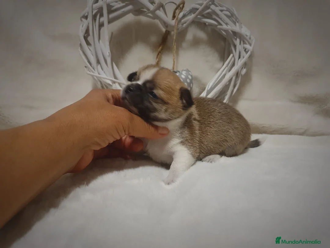 Chihuahua perros en venta: Chiguagua - Anuncio 7