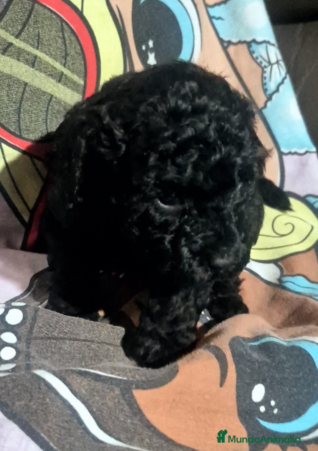 Caniche Toy perros en venta: Espectacular caniche  - Anuncio 5