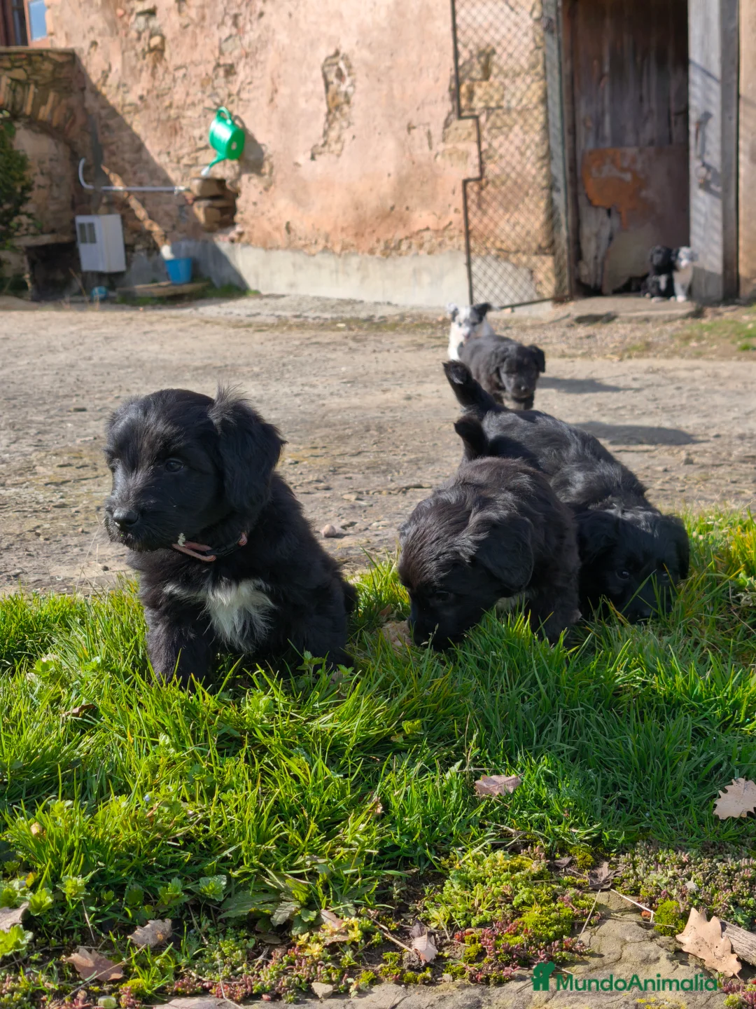 Raza Mixta perros en venta: Cachorros borderpoo! 2 meses! - Anuncio 3