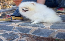 Pomerania perros en venta: Pomerania muy bonito listo para entregar!! - Imagen 6