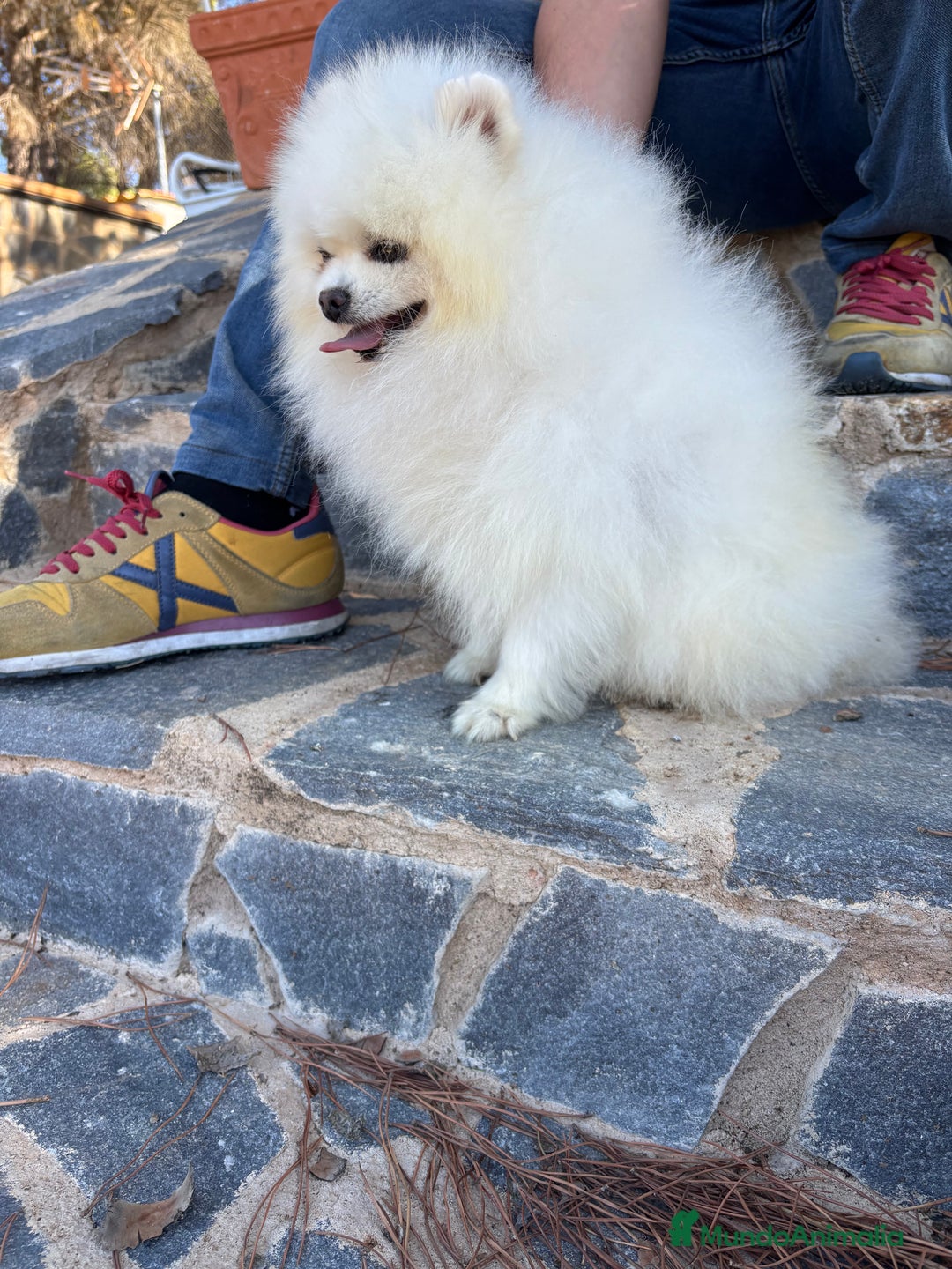Pomerania perros en venta: Pomerania muy bonito listo para entregar!! - Imagen 6