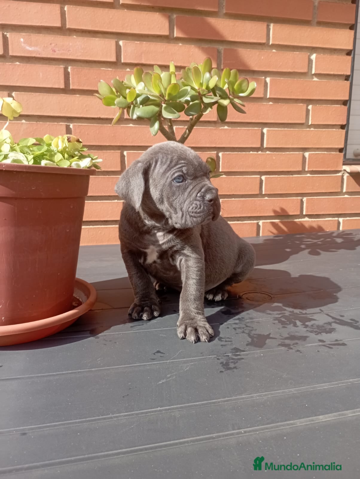 Cane Corso perros CANE CORSO BLUE - Anuncio 20