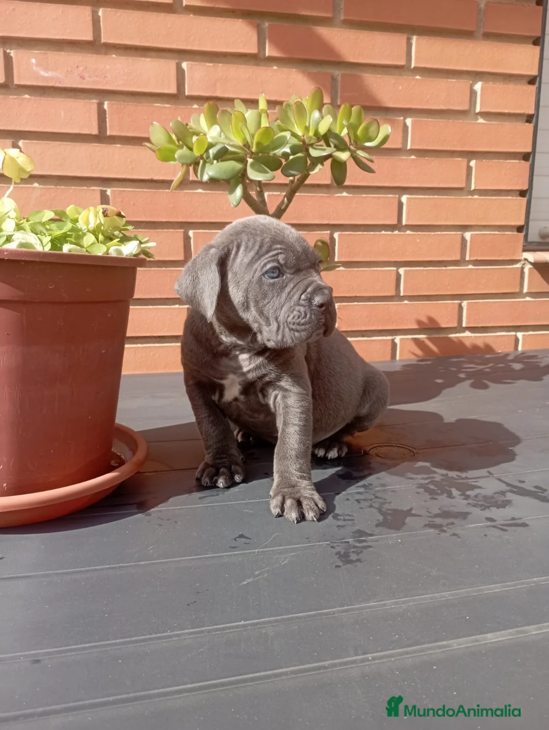 Cane Corso perros en venta: CANE CORSO BLUE - Anuncio 1
