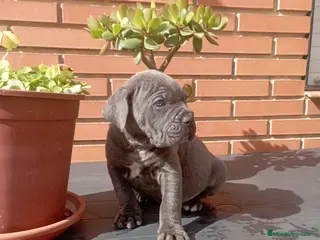 Cane Corso perros CANE CORSO BLUE - Anuncio 4