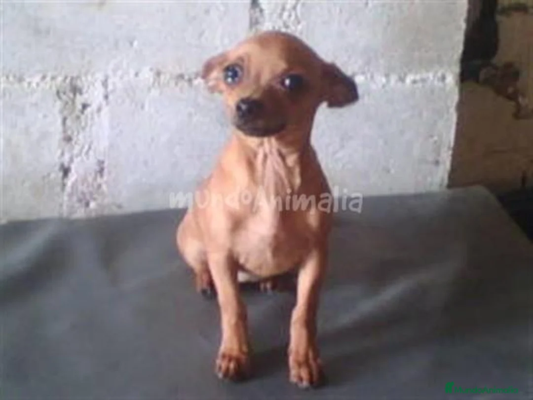 Imagen de galería {{count}}