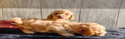 Raza Mixta perros en venta: CANICHE ENANO - Anuncio 3