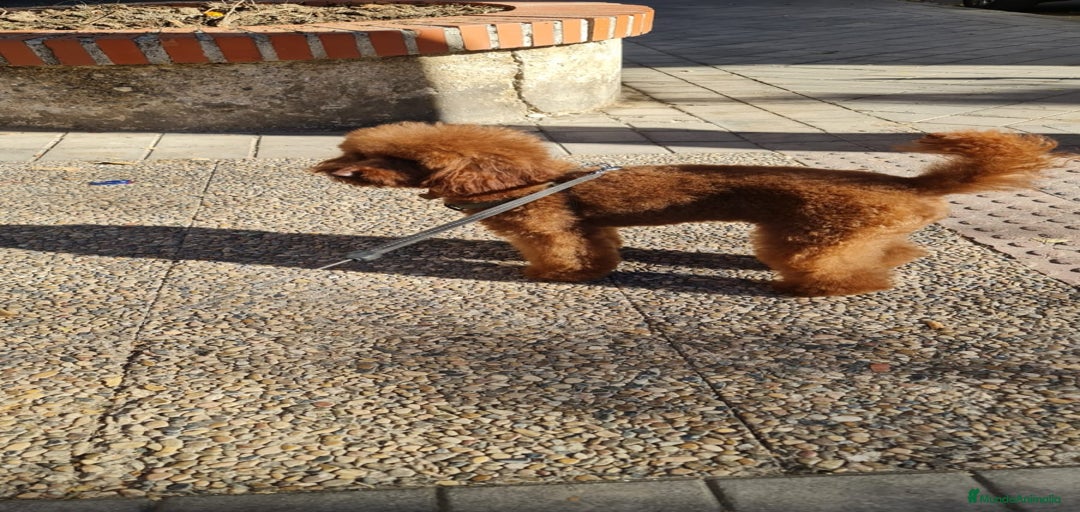 Imagen de galería {{count}}