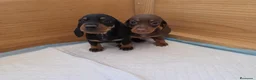 Teckel Miniatura perros en venta: TECKEL KANNINCHEN  - Anuncio 1