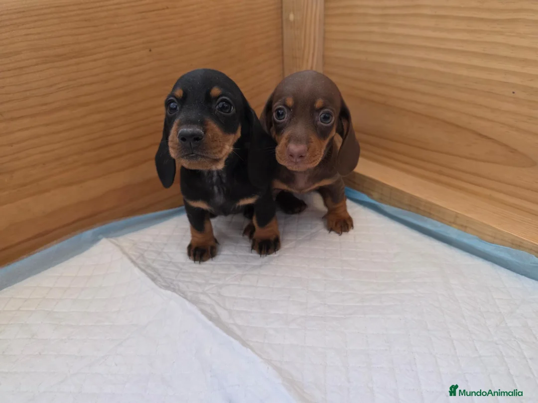 Teckel Miniatura perros en venta: TECKEL KANNINCHEN  - Anuncio 1