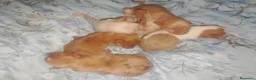 Chihuahua perros en venta: Disponible camada Merle y Merle fantasma  - Anuncio 5