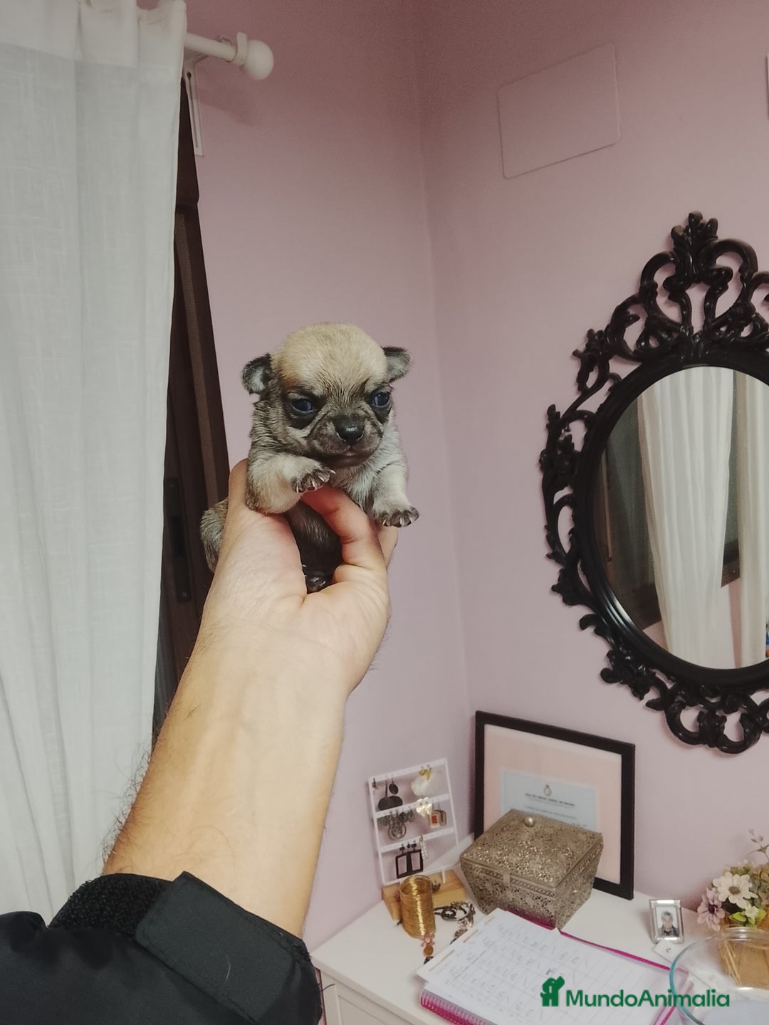 Chihuahua perros en venta: Chihuahua toy cabeza manzana - Anuncio 2