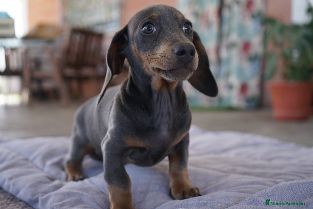 Teckel Miniatura perros en venta: 🔹 TECKEL MINIATURA 🔹 - Imagen 3