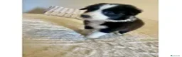 Border Collie perros en venta: BORDER COLLIE PUPPY  - Anuncio 1