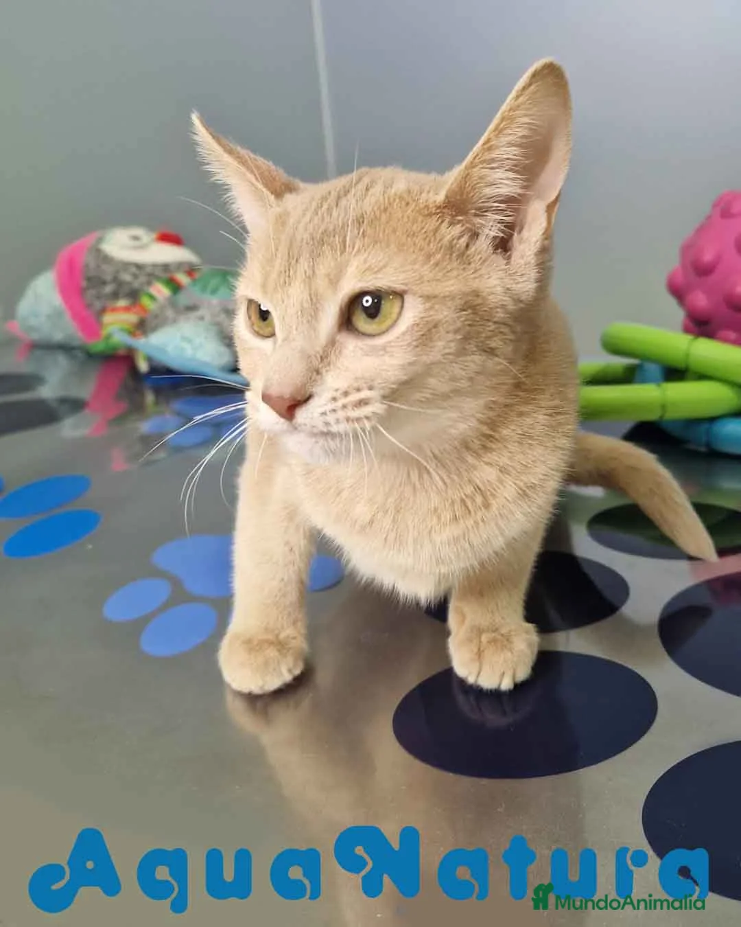 Abisinio gatos en venta: Abisinio Hembra de Mia 7908 AQUANATURA - Anuncio 6