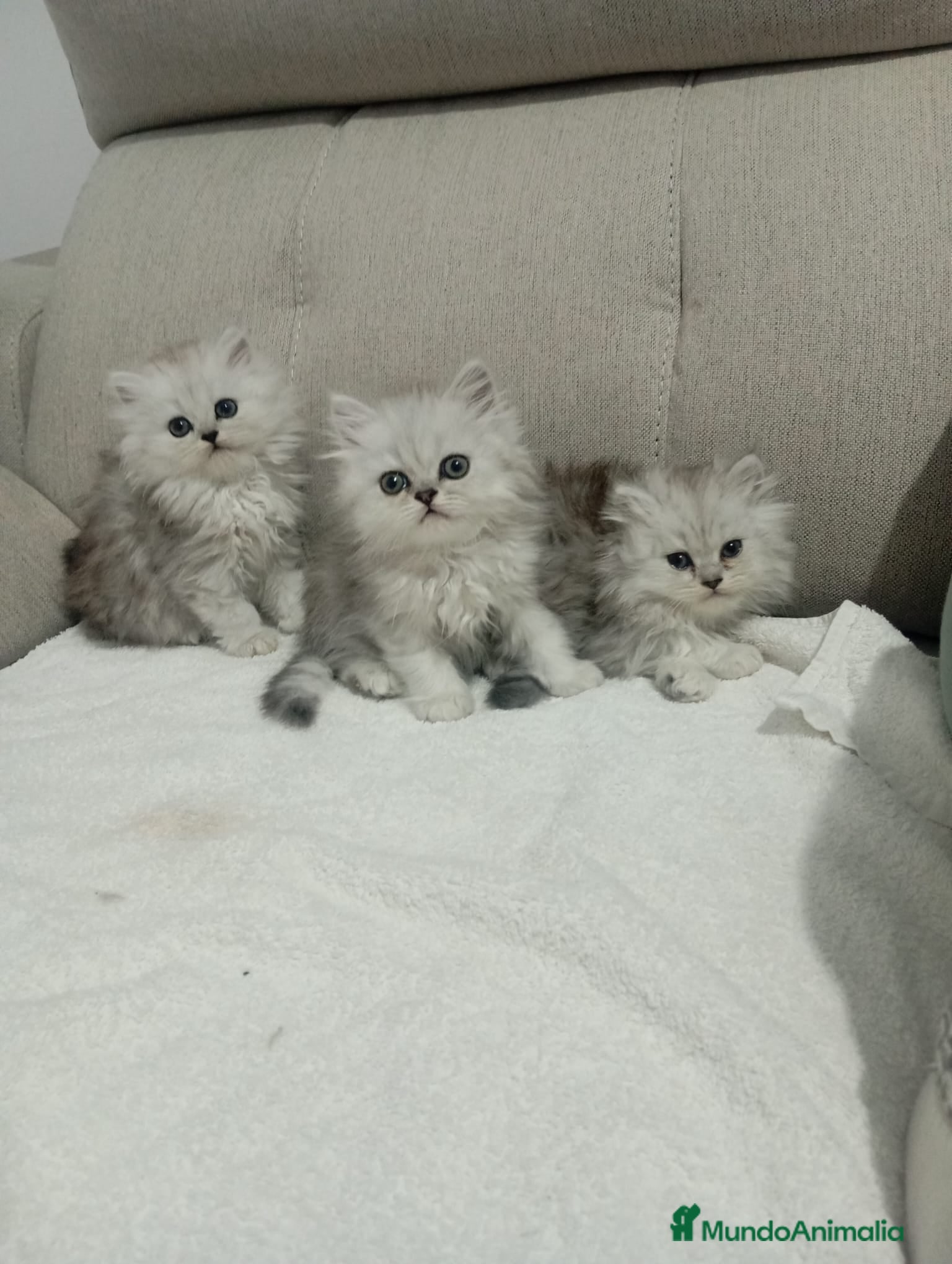 Persa gatos Persas chinchilla  - Anuncio 3