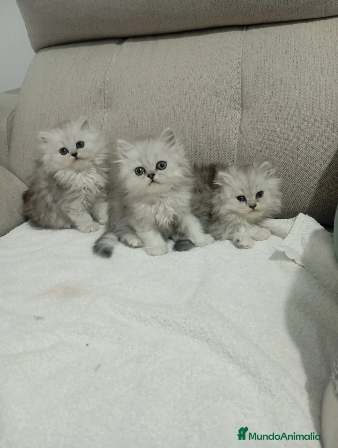 Persa gatos en venta: Persas chinchilla  - Anuncio 1
