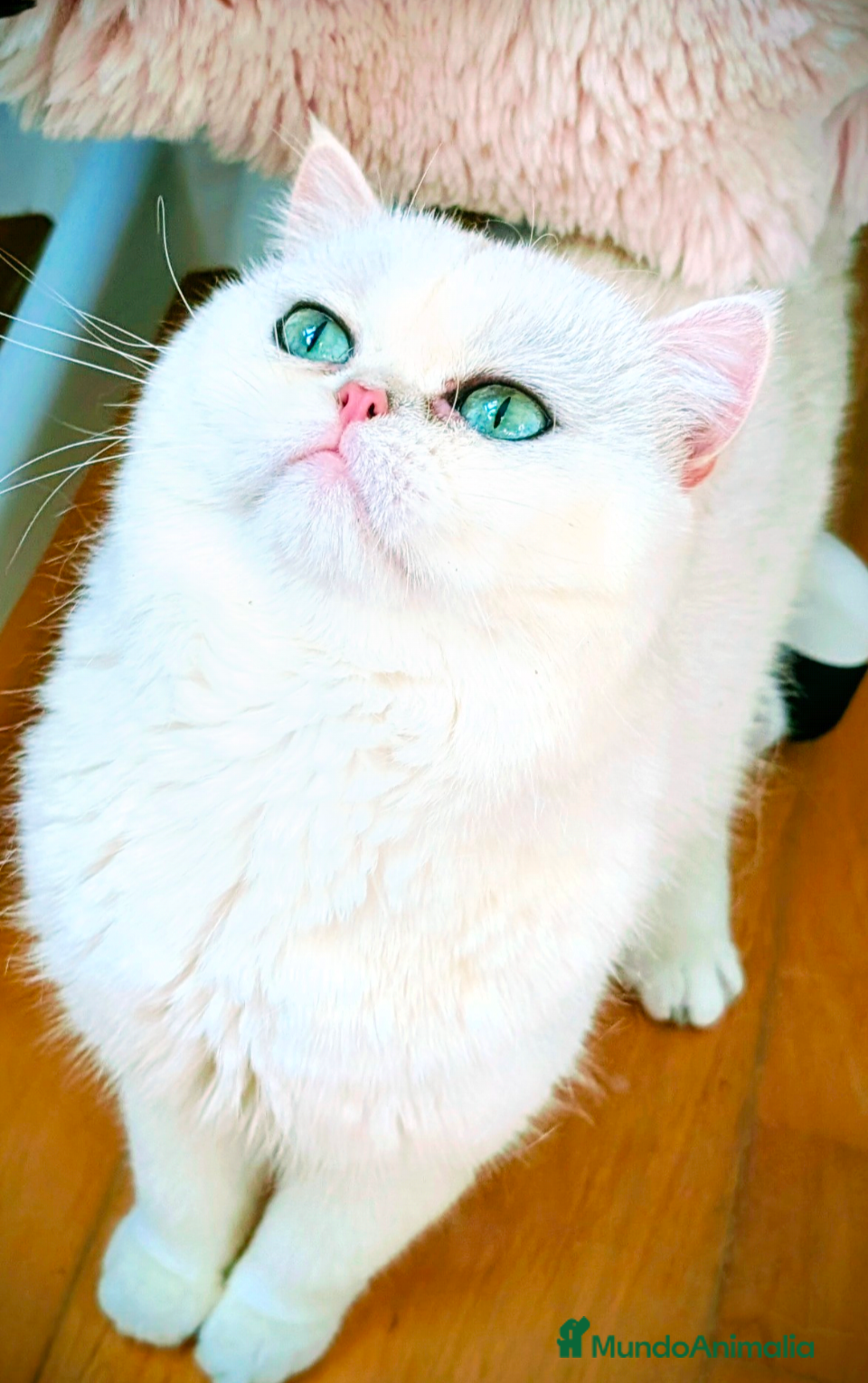 Británico de Pelo Corto gatos Gem, british shorthair golden Sunshine en adopción - Anuncio 1