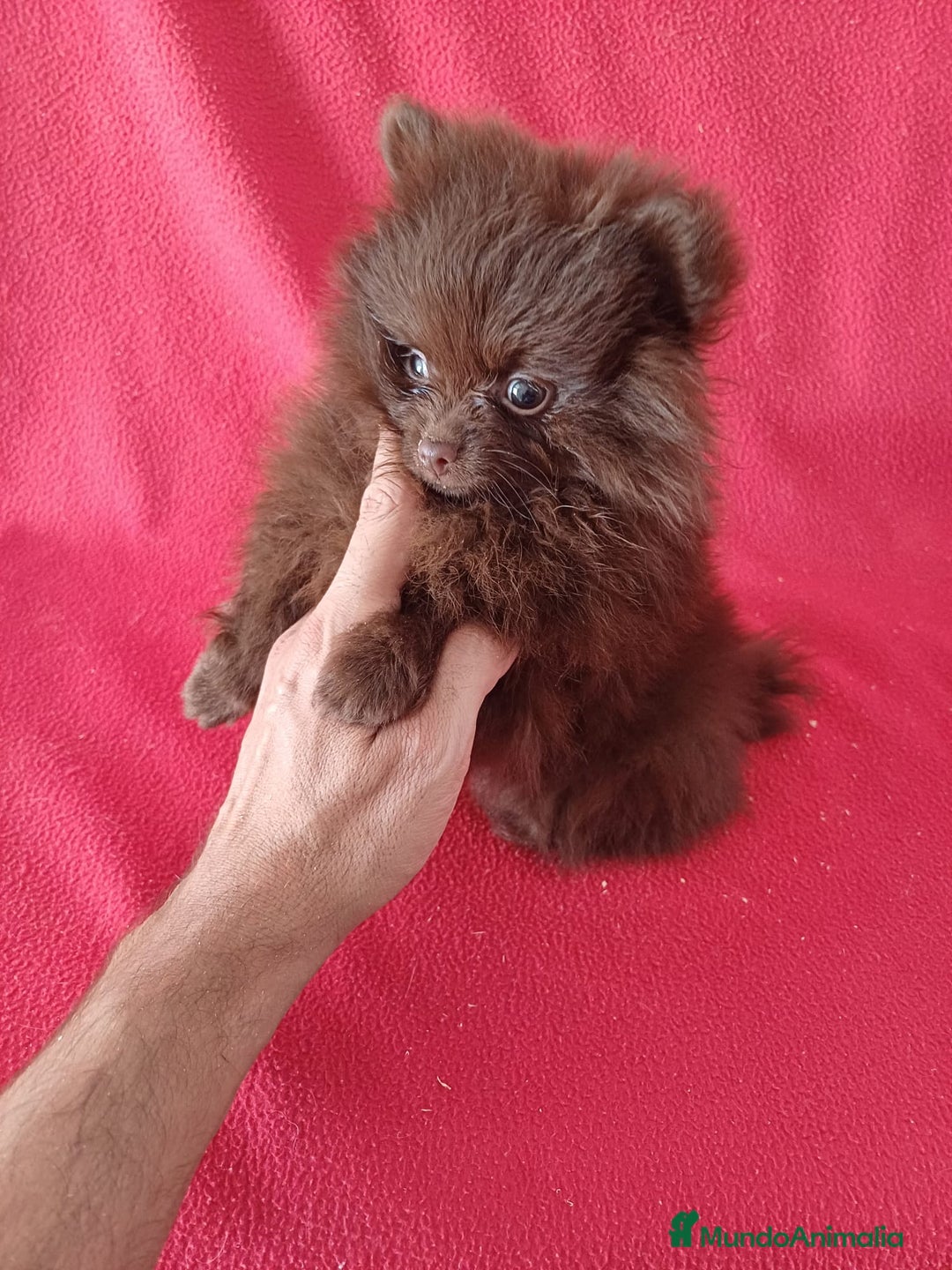 Pomerania perros en venta: Pomerania Toy Chocolate  - Imagen 2