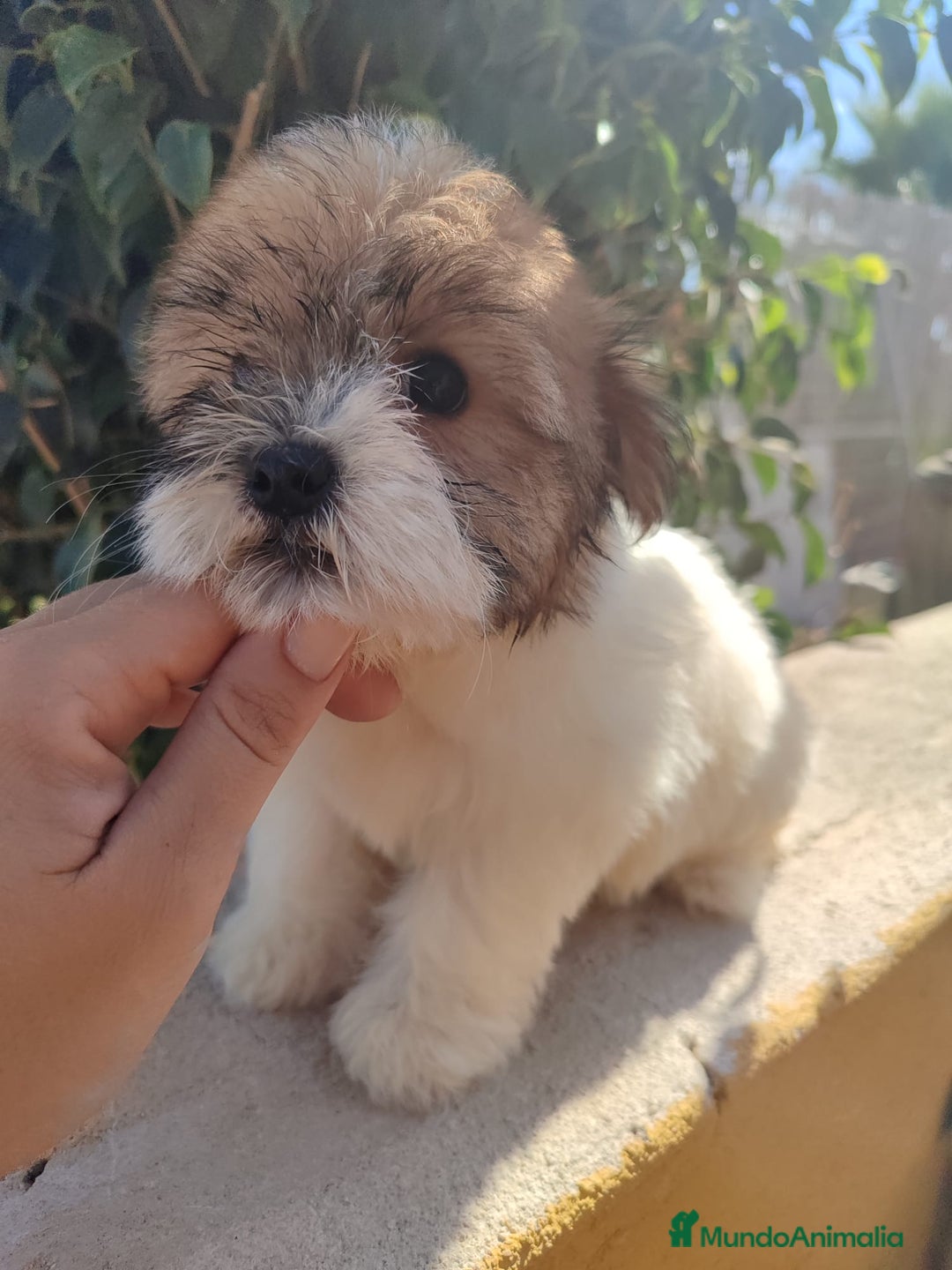 Raza Mixta perros en venta: Cachorrita Malvi - Imagen 12