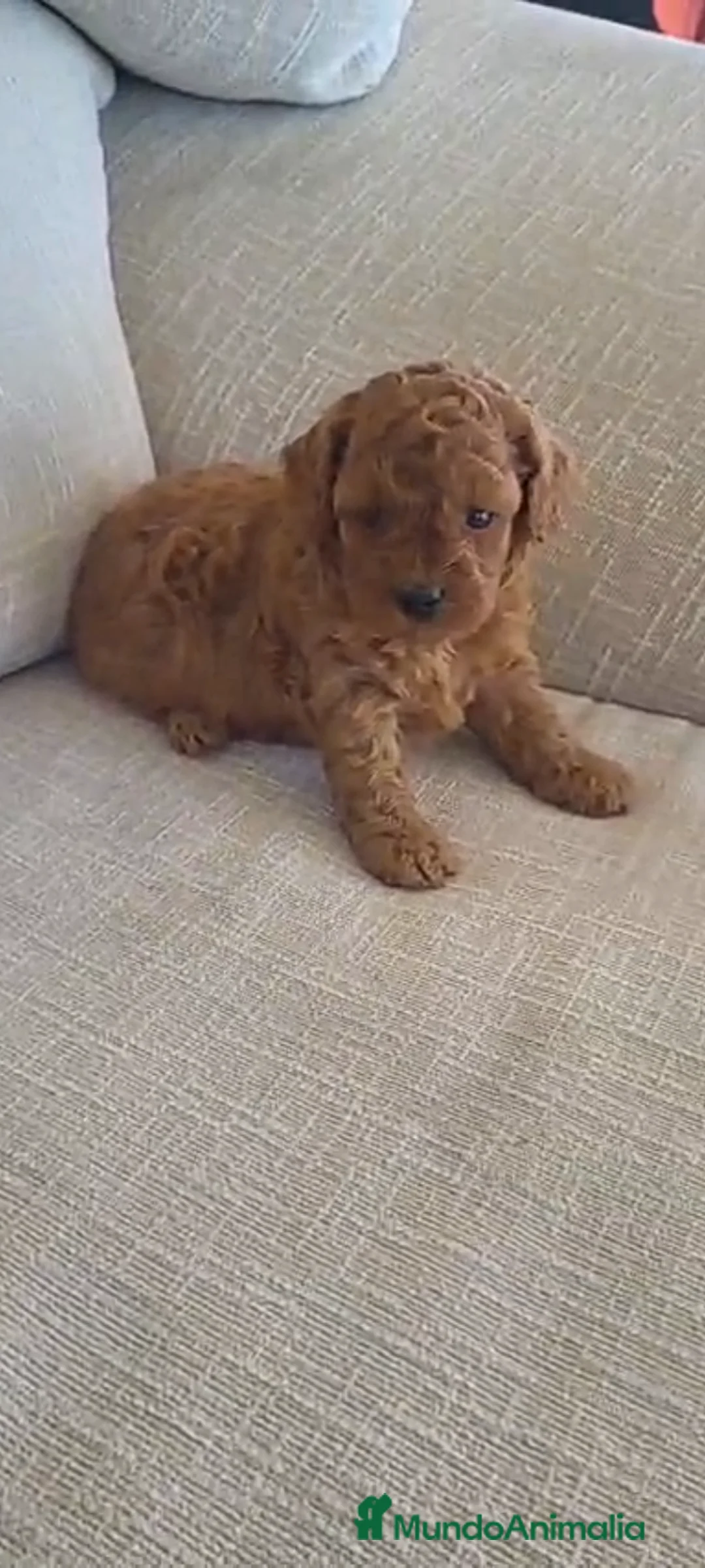 Raza Mixta perros en venta: Caniches - Anuncio 1