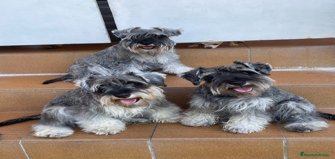 Imagen de galería {{count}}