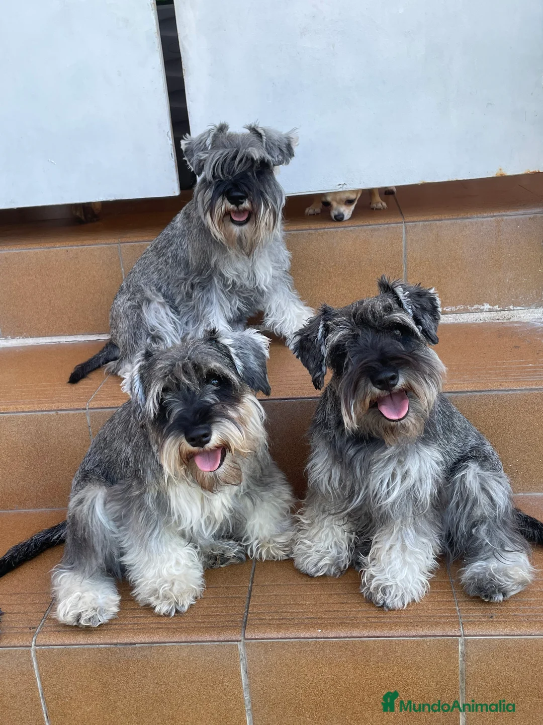 Imagen de galería {{count}}