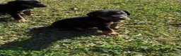 Dobermann perros en venta: Espectaculares dóberman negro fuego - Anuncio 5
