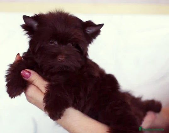 Yorkshire Terrier perros Machito Yorkshire Chocolate  - Anuncio 2