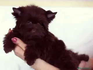 Yorkshire Terrier perros Machito Yorkshire Chocolate - Anuncio 2