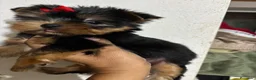 Yorkshire Terrier perros en venta: Yorkisiri mini Toy  - Anuncio 2