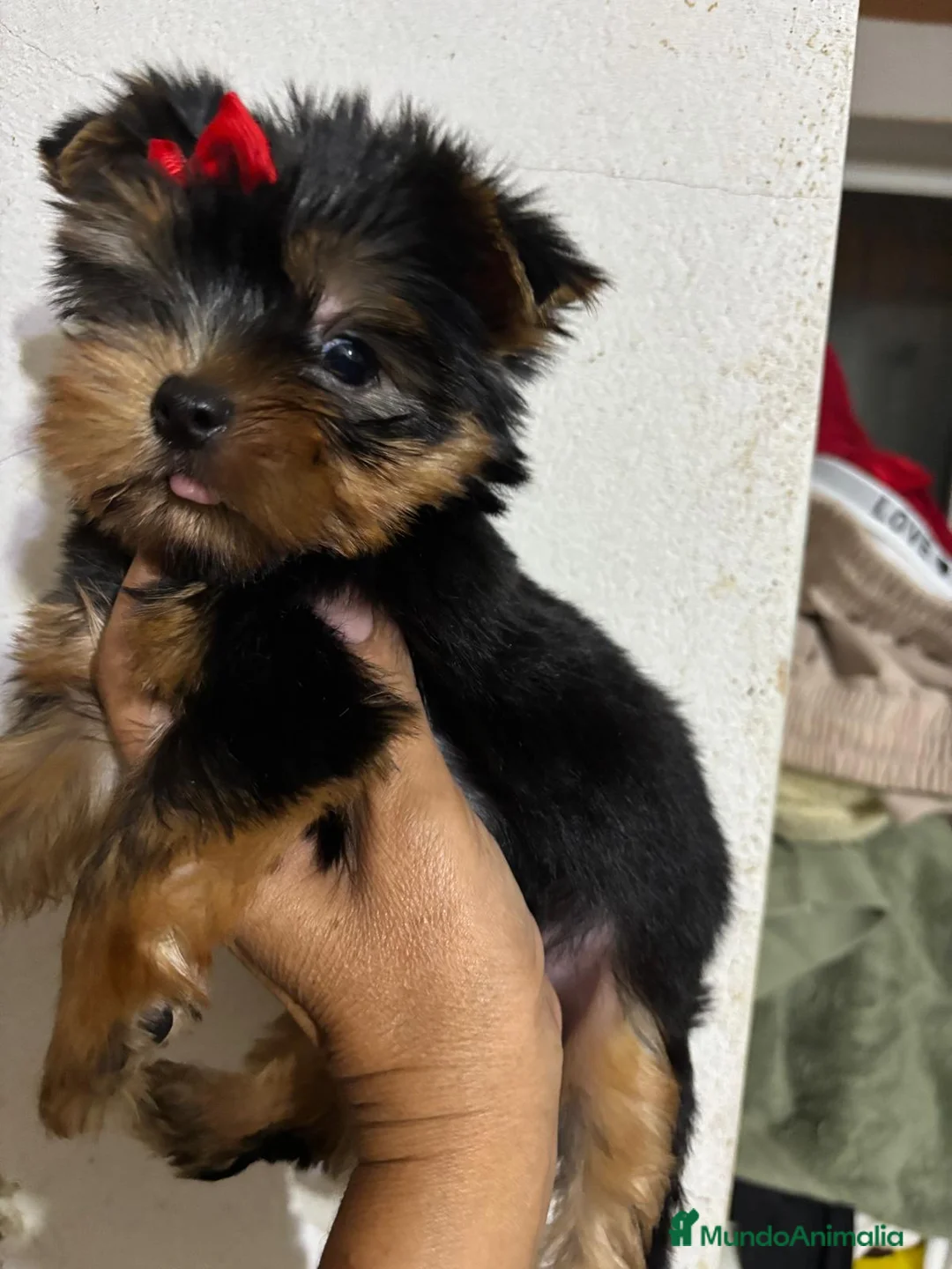 Yorkshire Terrier perros en venta: Yorkisiri mini Toy  - Anuncio 2