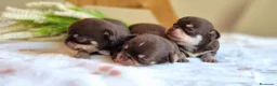 Chihuahua perros en venta: CHIHUAHUA CHOCOLATE - Anuncio 2
