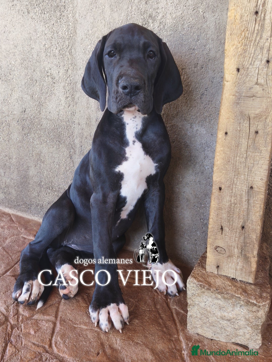 Dogo Alemán perros en venta: Cachorros de Dogo Alemán - Imagen 18
