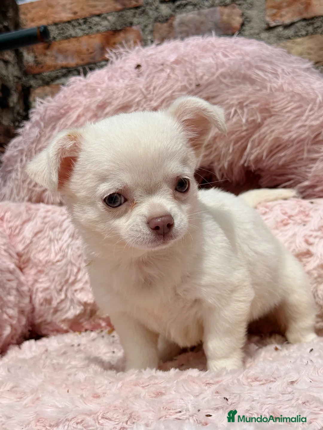 Chihuahua perros en venta: Chihuahua pelo largo hembra ojos azules  - Anuncio 1