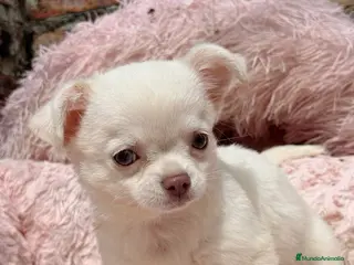 Chihuahua perros Chihuahua pelo largo hembra ojos azules - Anuncio 6