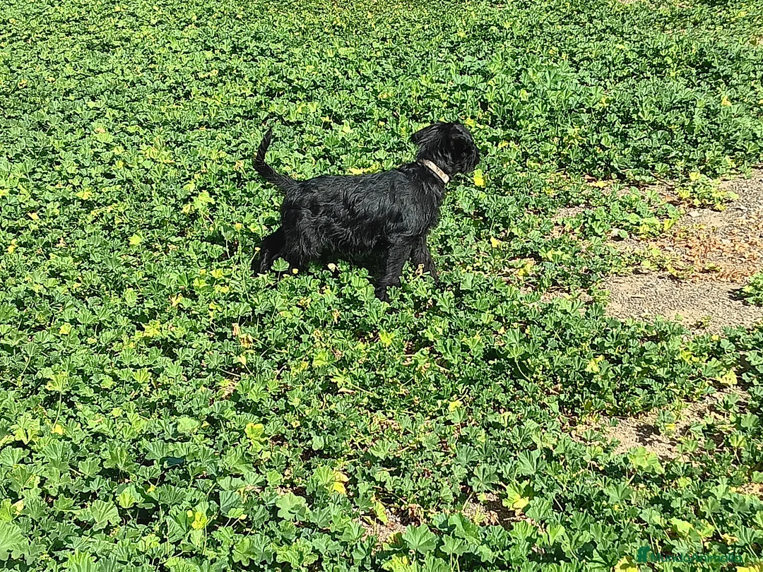 Schnauzer Gigante perros en venta: SchnauzerGiganteMachos - Anuncio 5